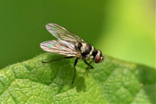 Réf. 264 340 : Limnophora obsignata